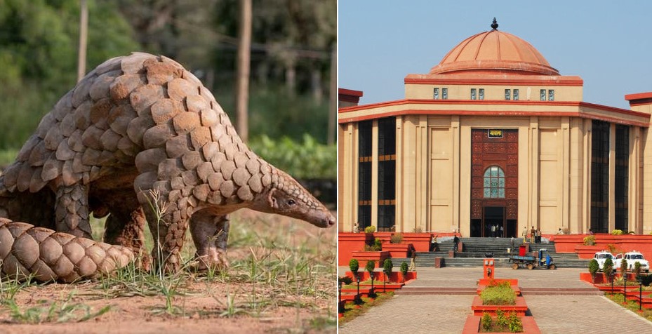 वन विभाग ने पैंगोलिन को जंगल में छोड़ा&hellip;