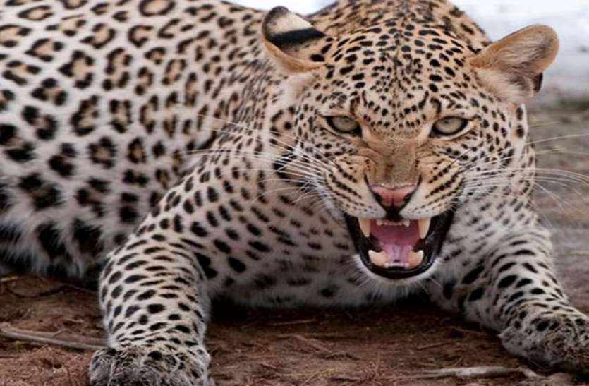 तेंदुए ने बकरियों का किया शिकार, गांव ने दहशत&hellip;