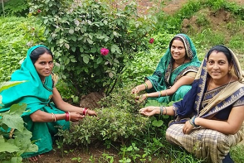 घर की बाड़ी में लगाए गुलाब, गौठान में गुलाबजल यूनिट डाल ली