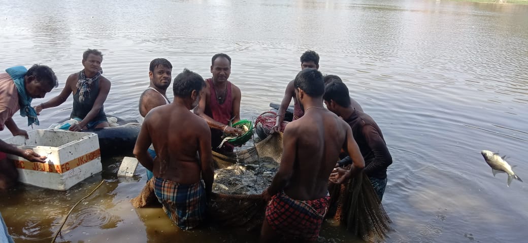 गौठान में बने तालाब में मछली पालन कर समूह कमा रहे मुनाफा