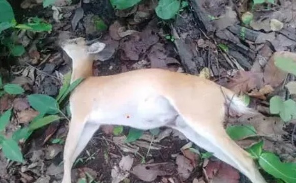 शिकारियों के तीर से मादा हिरन की मौत...