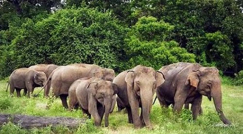 गांव में जारी है हाथियों का आतंक, वन विभाग में जारी किया अलर्ट