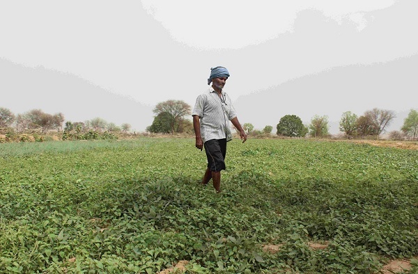 राज्य में रबी फसलों की बुआई शुरू, धान की बुआई का लक्ष्य शून्य