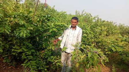 सफलता की कहानी : महात्मा गांधी नरेगा के सहयोग से रज्जू ने लगाए 500 अमरुद के पौधे