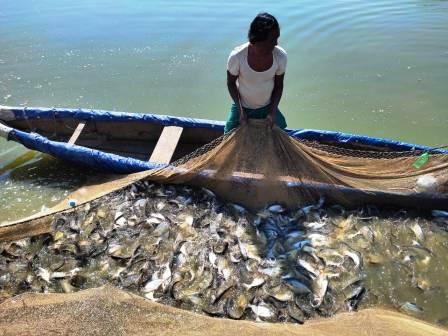 मछलीपालन से बढ़ी आमदनी, सपने हो रहे पूरे