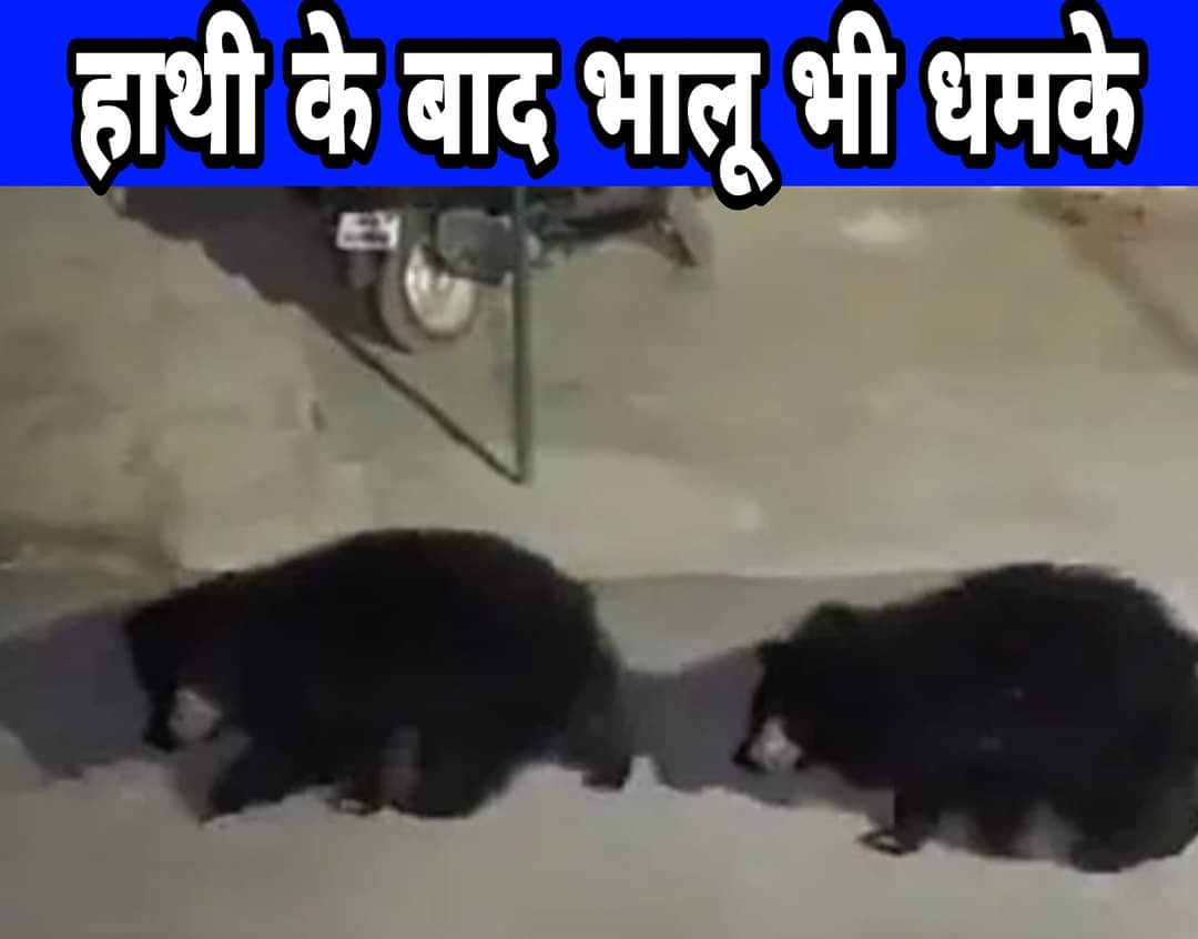 हाथियों के बाद भालूओं की धमक से दहशत का माहौल