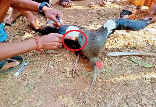 चीनी मांझा में फंसकर प्रवासी पक्षी घायल