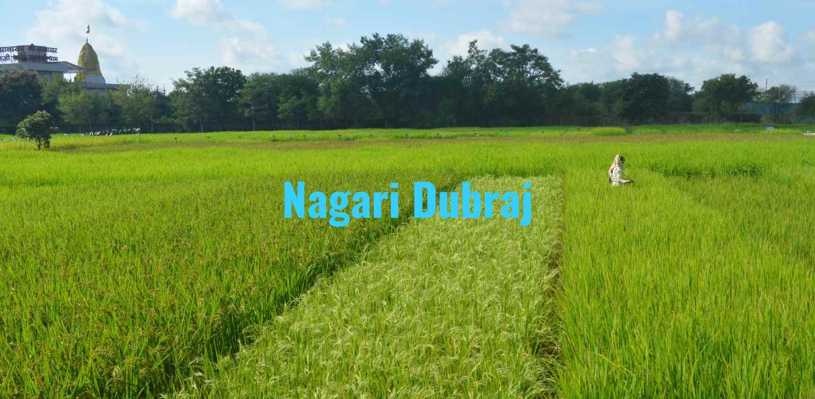  छत्तीसगढ़ के प्रसिद्ध सुगंधित चावल नगरी दुबराज को मिला जीआई टैग