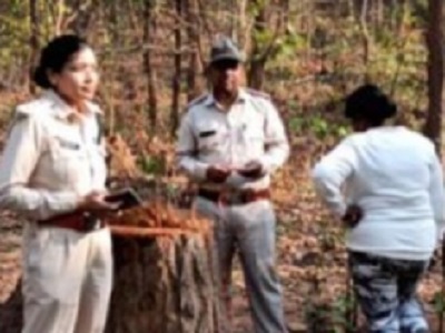  अवैध कटाई के बाद खेत में तैयार किया जा रहा था चिरान