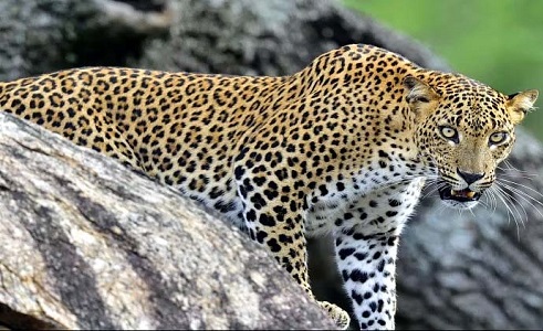 तेंदुए की एंट्री से ग्रामीणों में दहशत, वन विभाग अलर्ट मोड पर