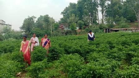  समूह की महिलाएं कर रही मिर्च की खेती, 64 हजार की हुई आमदनी