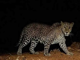 तेंदुए ने बच्ची पर किया हमला...