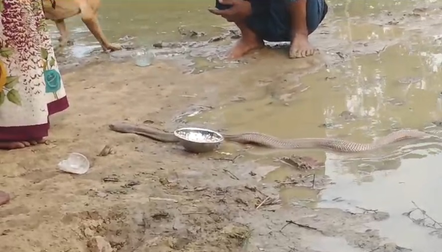 चर्चा का विषय बना नाग का जोड़ा, दर्शन करने उमड़ रही भीड़...