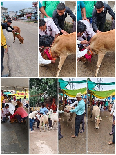 सड़क दुर्घटनाओं को रोकने मवेशियों को पहनाया जा रहा रेडियम कॉलर