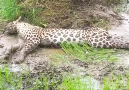 करंट की चपेट से तेंदुए की मौत