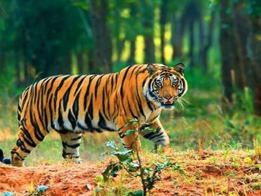 जिला प्रशासन की नागरिकों से अपील : बाघ से रहें सतर्क, घर के अंदर ही रहें