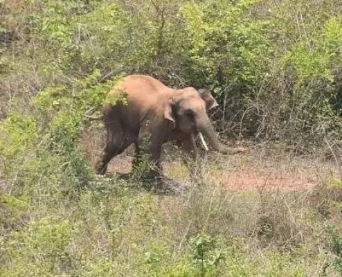 हाथी ने महिला को उतारा मौत के घाट…