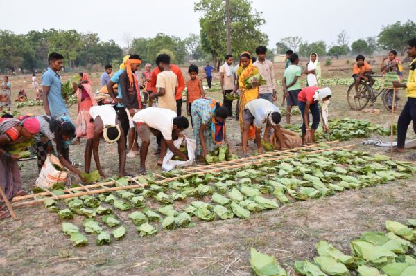 छत्तीसगढ़ के 12 लाख संग्राहकों ने संग्रहित किया 630 करोड़ का तेन्दूपत्ता