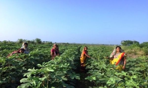 शक्ति स्व सहायता समूह भिण्डी उत्पादन कर बन रहा आत्मनिर्भर