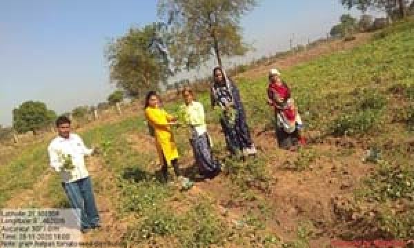 व्यक्तिगत बाड़ी विकास योजना से गौकरण ने किया टमाटर का उत्पादन