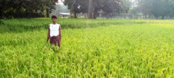 सफलता की कहानी : प्रधानमंत्री फसल बीमा योजना से नुकसान की हुई भरपाई