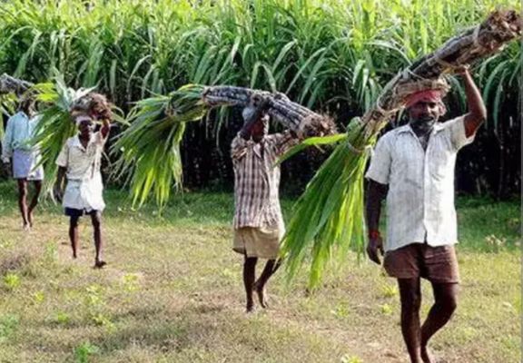 गन्ना किसानों को 12 करोड़ की शेष प्रोत्साहन राशि के भुगतान का आदेश जारी