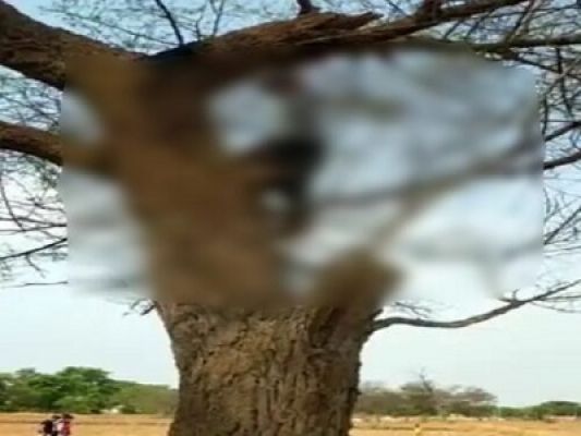 पेड़ पर फांसी लगाकर बुजुर्ग ने दी जान