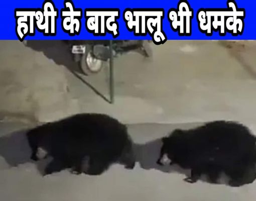 हाथियों के बाद भालूओं की धमक से दहशत का माहौल