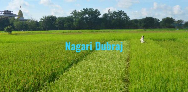  छत्तीसगढ़ के प्रसिद्ध सुगंधित चावल नगरी दुबराज को मिला जीआई टैग