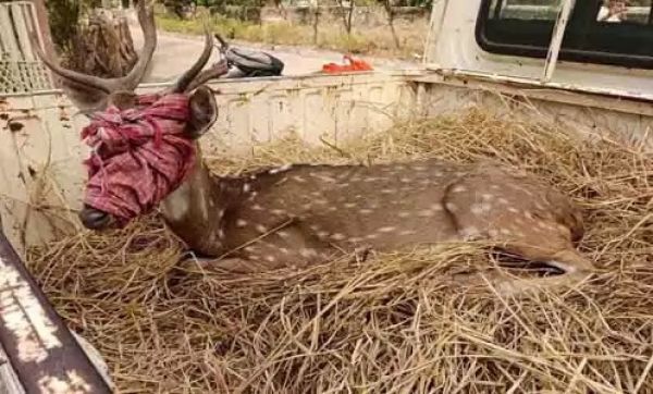  घायल चीतल का वन विभाग ने किया रेस्क्यू