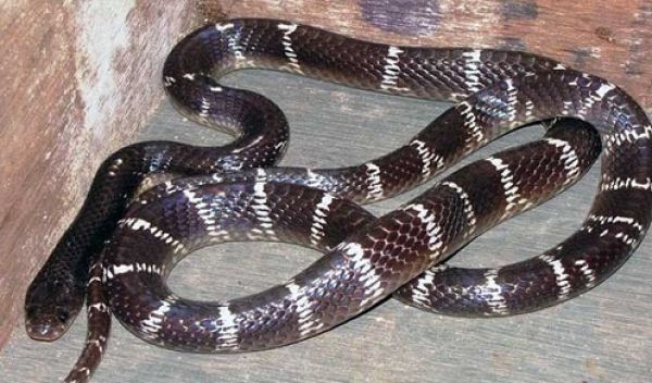  जहरीले सांप के काटने से युवक की मौत