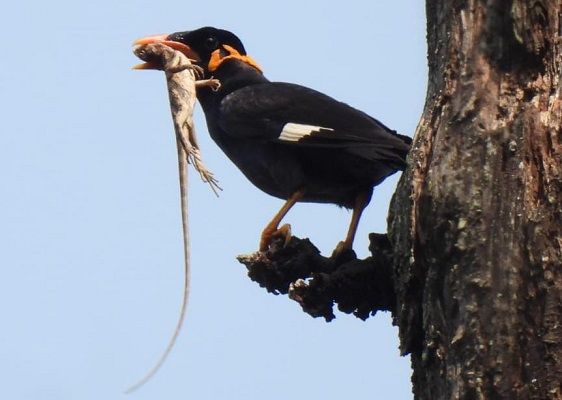 राष्ट्रीय उद्यान से लगे गांवों तक अब राजकीय पक्षी की गूंज रही मीठी बोली