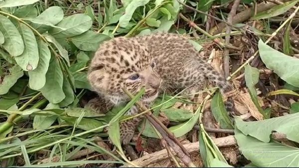 गरियाबंद में मिला तेंदुए का शावक