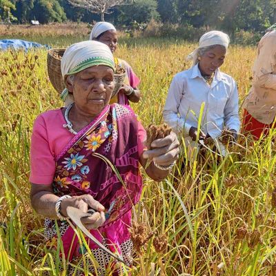  रागी की खेती से कृषकों के जीवन में आ रहा बदलाव