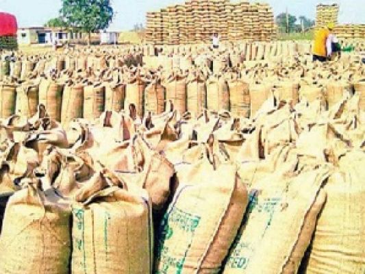  राज्य में अब तक 74.28 लाख मीट्रिक टन धान की खरीदी