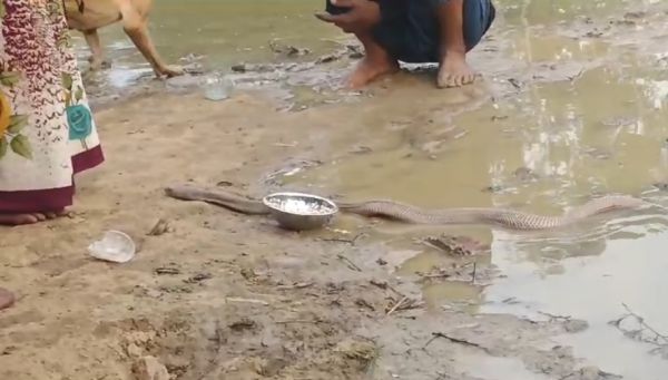 चर्चा का विषय बना नाग का जोड़ा, दर्शन करने उमड़ रही भीड़...