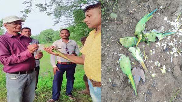 धान की पैदावार बढ़ाने के चक्कर में ले ली दुर्लभ पक्षियों की जान, आरोपी किसान गिरफ्तार