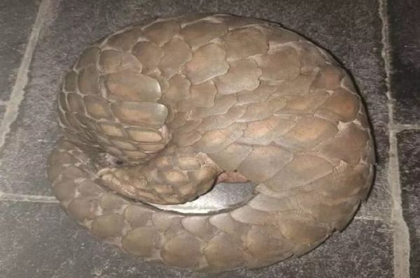 थम नहीं रही वन्य जीवों की तस्करी : 3 पेंगोलिन तस्कर गिरफ्तार...