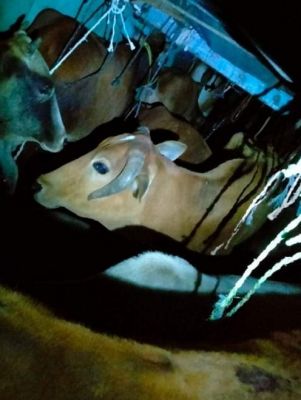 फ़िल्मी स्टाइल में बैरिकेड तोड़ते निकली ट्रकें, पुलिस ने पकड़ा तो...