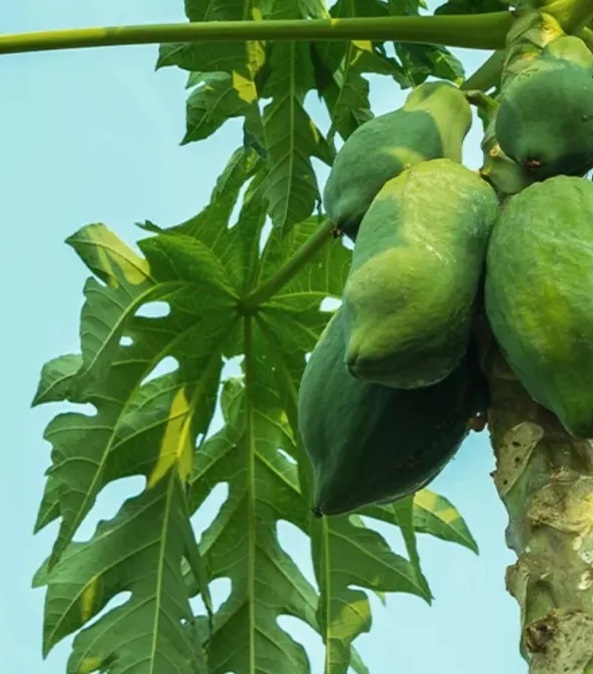 ये है पपीते के पत्ते के फायदे