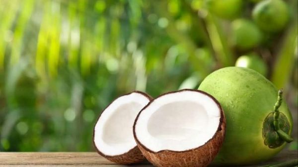  सेहत: इन गुणों के कारण सेहत के लिए जरूरी है ये नारियल