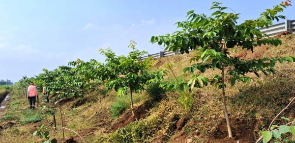 छत्तीसगढ़ में राष्ट्रीय राजमार्ग: तरक्की की राह के साथ साथ हरियाली की छांव भी &ndash; मुख्यमंत्री श्री साय