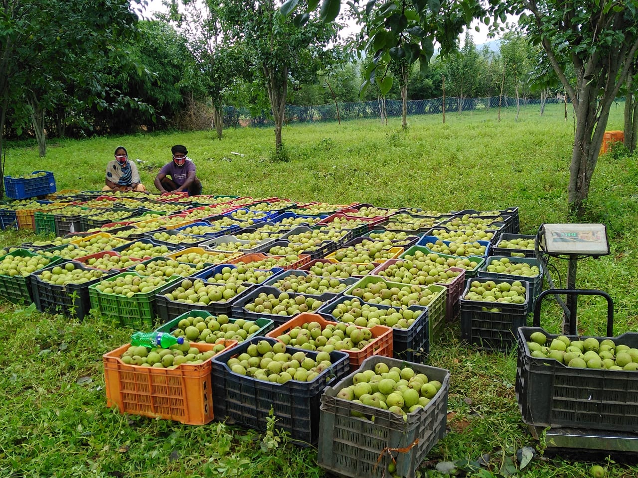 देश की राजधानी दिल्ली तक पहुंच रही जशपुर की नाशपाती