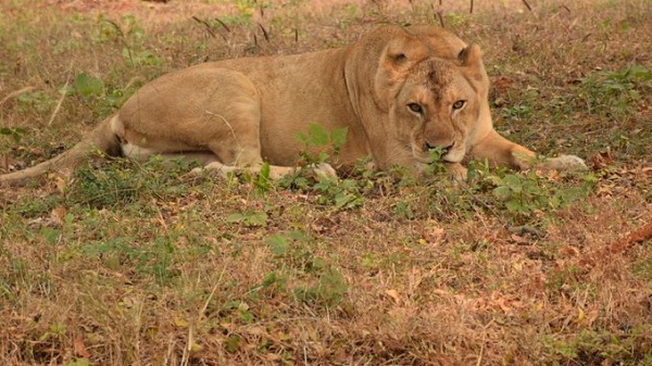 इटावा लायन सफारी में शेरनी जेनिफर ने शावक को दिया जन्म
