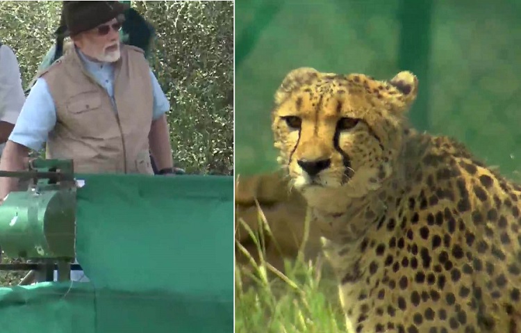 पीएम मोदी ने 8 चीतों को कुनो नेशनल पार्क ने छोड़ा