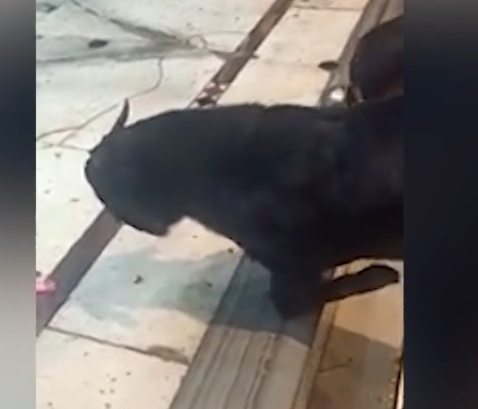 सोशल मीडिया पर वायरल हो रही बकरे की शिव भक्ति...