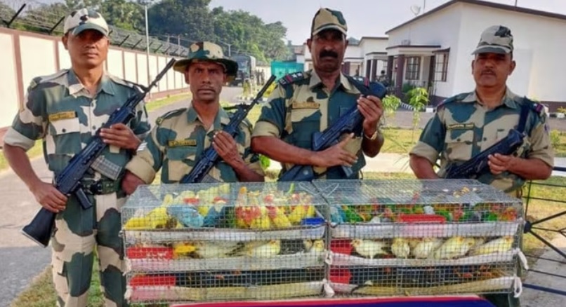 तस्करों के चंगुल से बीएसएफ ने पक्षियों को किया रेस्क्यू...