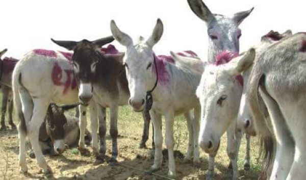 एक लाख में बिका सलमान, तो शाहरुख़ के मिले 90 हजार... सतना में लगता है अनोखा मेला...