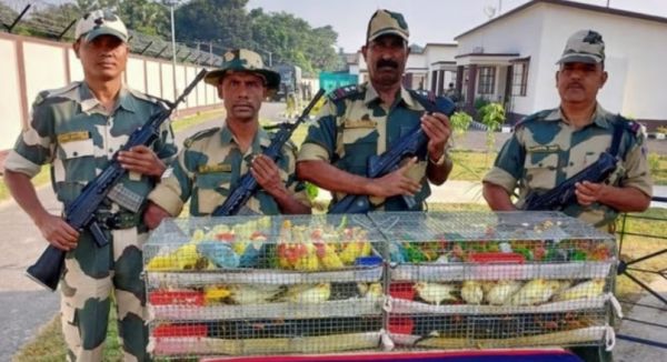 तस्करों के चंगुल से बीएसएफ ने पक्षियों को किया रेस्क्यू...