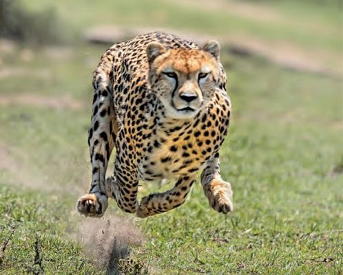 पिंजरे से बाहर आते ही 'ओबान' ने पहले माहौल देखा, फिर लगाई दौड़...